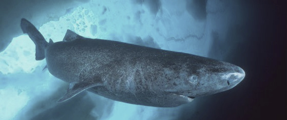a Greenland shark